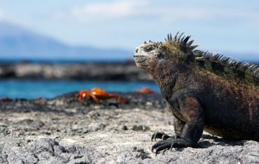 Amazing Galapagos Islands