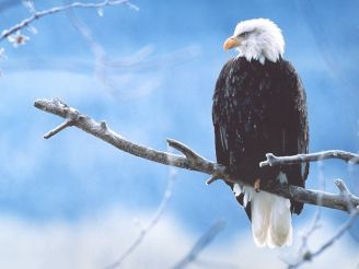 La exposición "Wildlife Photographer of the Year"